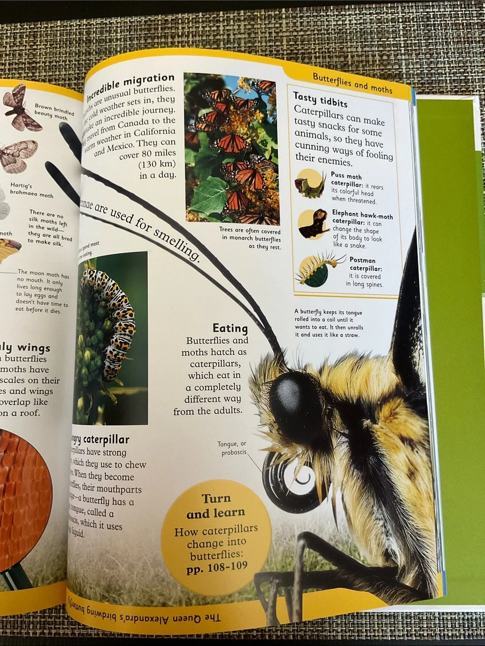 First Animal Encyclopedia - NWT
